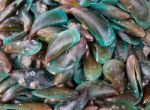 Green Mussel Stock Photo