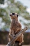 Meerkat Or Suricate (suricata Suricatta) Stock Photo