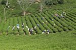 Dalat, Vietnam, July 30, 2016: A Group Of Farmers Picking Tea On A Summer Afternoon In Cau Dat Tea Plantation, Da Lat, Vietnam Stock Photo