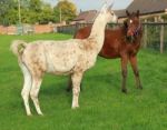 Llama And Foal Stock Photo