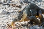 Wild Land Iguana On Santa Fe Island In Galapagos Stock Photo