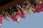 Bougainvillea Stock Photo