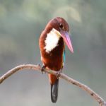 White-throated Kingfisher Stock Photo