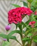 Celosia Cristata Stock Photo