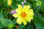 Yellow Delphinium Flower In Garden Stock Photo