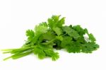 Coriander Leaves (coriandrum Sativum) On White Background Stock Photo