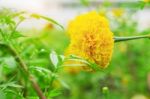 Marigold With Beauty Of Nature Stock Photo