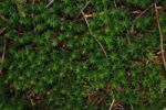 Green Moss Stock Photo