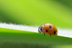 Ladybird Stock Photo