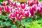 Pink White Cyclamen Flower In Garden Stock Photo