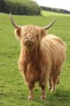 Highland Cow Stock Photo