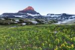 Reynolds Mountain Over Wildflower Field At Logan Pass, Glacier N Stock Photo