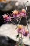 Seedhead Of The Milk Thistle, (silybum Marianum) Stock Photo