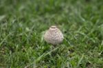 Mushroom Stock Photo