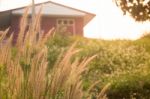 Silhouette Grass Field In Front Of Home With Sunlight Rim Light Stock Photo