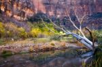 Dead Tree In The Virgin River Stock Photo