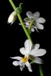 Calanthe Vestica Stock Photo