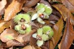 Sweet Chestnuts And Leaves Stock Photo