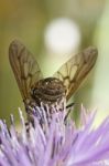 Bombylius Major Stock Photo