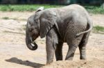 African Elephant (loxodonta) Stock Photo