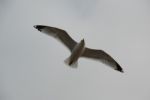 Herring Gull Stock Photo