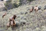 Elk Or Wapiti (cervus Canadensis) Stock Photo