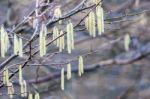 Catkins On Hazel (corylus Avellana) Stock Photo