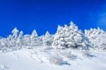 Beautiful Winter Landscape, Trees Covered With White Snow And Blue Sky Stock Photo