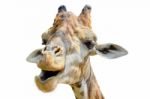 Giraffe (giraffa Camelopardalis) Isolated On White Stock Photo