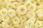 White Chrysanthemum Background Stock Photo