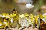 Large Group Of Butterfly Feeding On The Ground Stock Photo