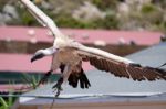 Benalmadena, Andalucia/spain - July 7 : Juvenile Andean Condor ( Stock Photo