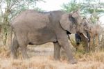 African Elephant In Serengeti National Park Stock Photo