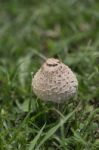 Mushroom Stock Photo