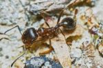 Ant Outside In The Garden Stock Photo