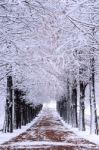 Row Of Trees In Winter With Falling Snow Stock Photo