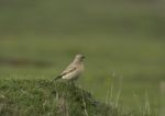 Isabelline Wheatear Stock Photo