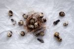 Quail Eggs Flat Lay Still Life With Food Stylish Stock Photo