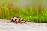 Brown Bug In Green Nature Stock Photo