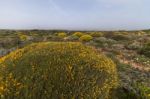 Landscape With Ulex Densus Shrubs Stock Photo