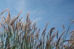 
Grass, Sky, Sun, Beautiful Late Stock Photo