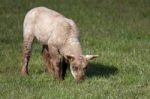 Brown Lamb At Home On The South Downs In Sussex Stock Photo