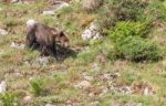 Brown Bear In Asturian Lands Stock Photo