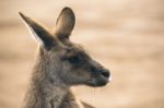 Kangaroo Outside Stock Photo