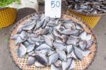 Dried Salted Fish, Nile Tilapia Stock Photo