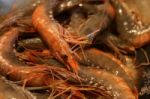 Crevettes Stock Photo