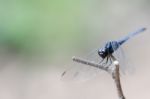 
Dragonfly Wings Perched On Twigs Warm Sunshine Stock Photo