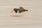 American Oystercatcher, Haematopus Palliatus,  Looking For Food Stock Photo