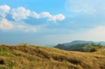 Savanna Forest With Sky Stock Photo