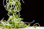 Green Young Sunflower Sprouts  On Wooden Table With Dark Backgro Stock Photo